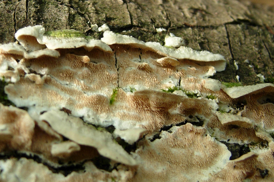 Tre funghi per un tronco